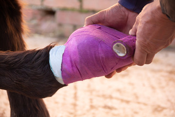 Close up shot of horse having its hoof bandaged to protect it against injury.
