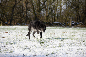 Elderly black dog out for a walk on a cold snowy winters day, plodding along not looking very happy with the cold snow on her paws .