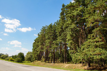 Green pine forest on a background of blue sky