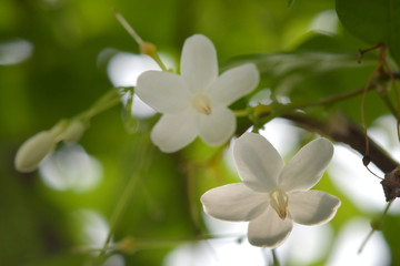Fototapeta premium White Mokkho in the green garden