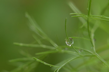 Water droplets on the leaves of a dill tree in a vegetable garden