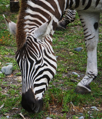 Fototapeta na wymiar Closeup of a zebra's head