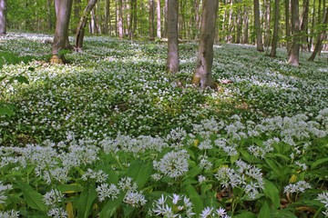 Blühender Bärlauch (Allium ursinum) im Nationalpark Hainich