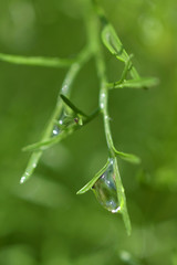 Water droplets on the leaves of a dill tree in a vegetable garden