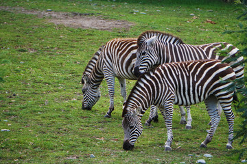 Fototapeta na wymiar Three zebras looking for food