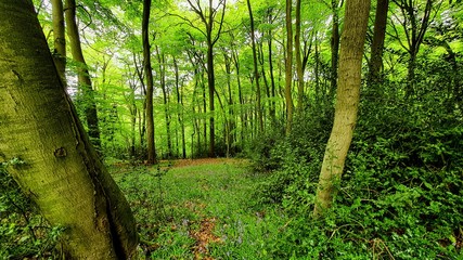 Fototapeta premium Gomms Wood