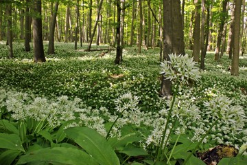 Blühender Bärlauch (Allium ursinum) im Nationalpark Hainich