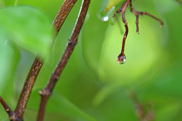 Water droplets on the branches in the vegetable garden