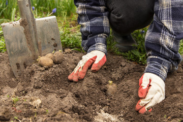 Farmer hands planting germinating potatoes in soil in garden. Growth organic vegetables 