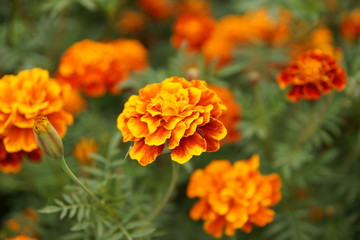Marigolds in the flowerbed bloomed beautifully