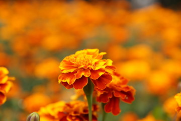 Marigolds in the flowerbed bloomed beautifully