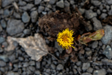 the first flower mother and stepmother on a background of stones with soft focus
