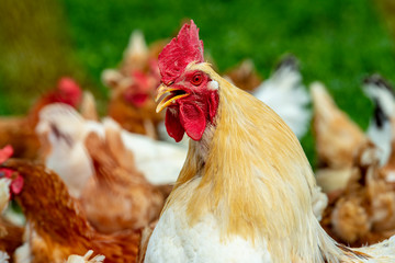 chicken in portrait outdoors on meadow