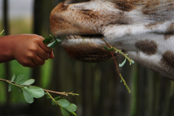 Feeding a giraffe
