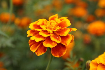Marigolds in the flowerbed bloomed beautifully