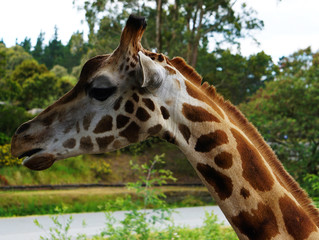 Beautiful giraffe