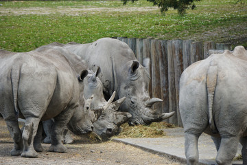 Rhinos in a zoo