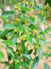banyan tree fruits in Thailand