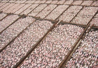 dried squid in the sunshine morning (food preservation)