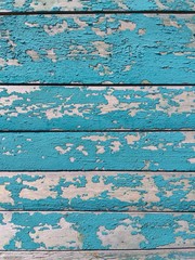 Old blue cracked paint on a background of aged gray wooden boards. The texture of the pieces of...