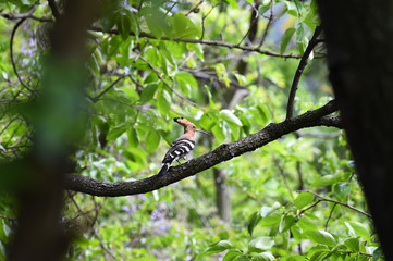 Hoopoe feeding chicks
