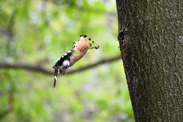 Hoopoe feeding chicks