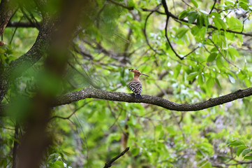 Hoopoe feeding chicks