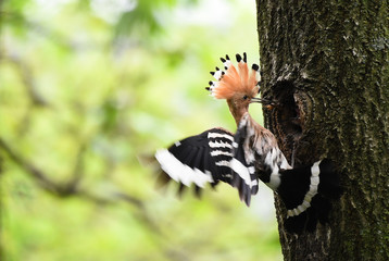 Hoopoe feeding chicks