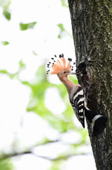 Hoopoe feeding chicks
