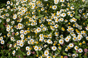 field of daisies