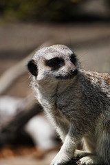 Cute meerkat