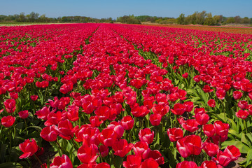 Tulip field in holland on a sunny day