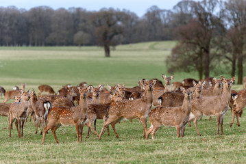 A group of hinds and fawns, Manchurian Sika Deer or Dybowski's Sika Deer, Cervus nippon mantchuricus, or Cervus nippon dybowskii, standing watching in a meadow at the edge of woodland in autumn.