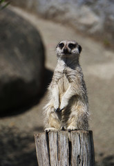 Fototapeta premium Wild meerkat