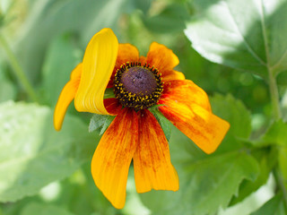 yellow flower on green background