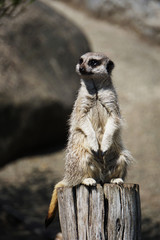 Fototapeta premium Meerkat standing on a trunk