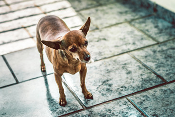 portrait of a small dog