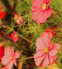 pink hibiscus flower