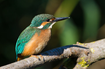 Common Kingfisher, Alcedo atthis. A bird sits on a branch above the river. The morning sun perfectly illuminates the model.