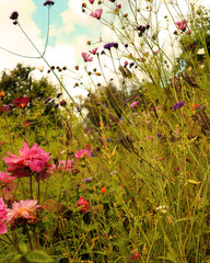 Flower meadow