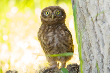 Little Owl, Athene noctua. A young bird recently left the nest. A chick stands near a tree, stretched out to appear larger