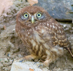 Little Owl, Athene noctua. A young bird recently left the nest. Chick stands on stones.