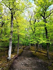 Pfad durch einen Eichenwald