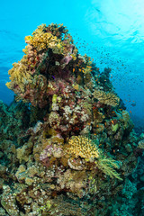 Fototapeta na wymiar typical red sea coral structure with anthias fish