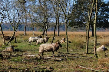 Sheep In The Field