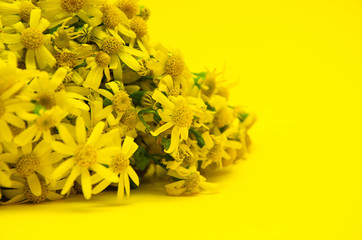 Bouquet of yellow small wildflowers similar to daisies on a yellow background. Bouquet of flowers on the left. Yellow flowers in  macro