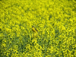 Fototapeta premium Master of camouflage. Yellow wagtail hidden among yellow flowers