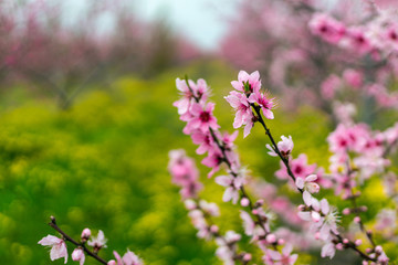 Peach and apple trees have just blossomed.Pink and white flowers blooming in spring-Close Up