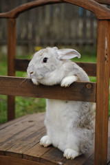 Obraz premium Pet Bunny in the village in the garden
