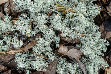 moss grows in the woods on a substrate, their fallen leaves and twigs